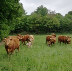 LA FERME DU BROUILLET